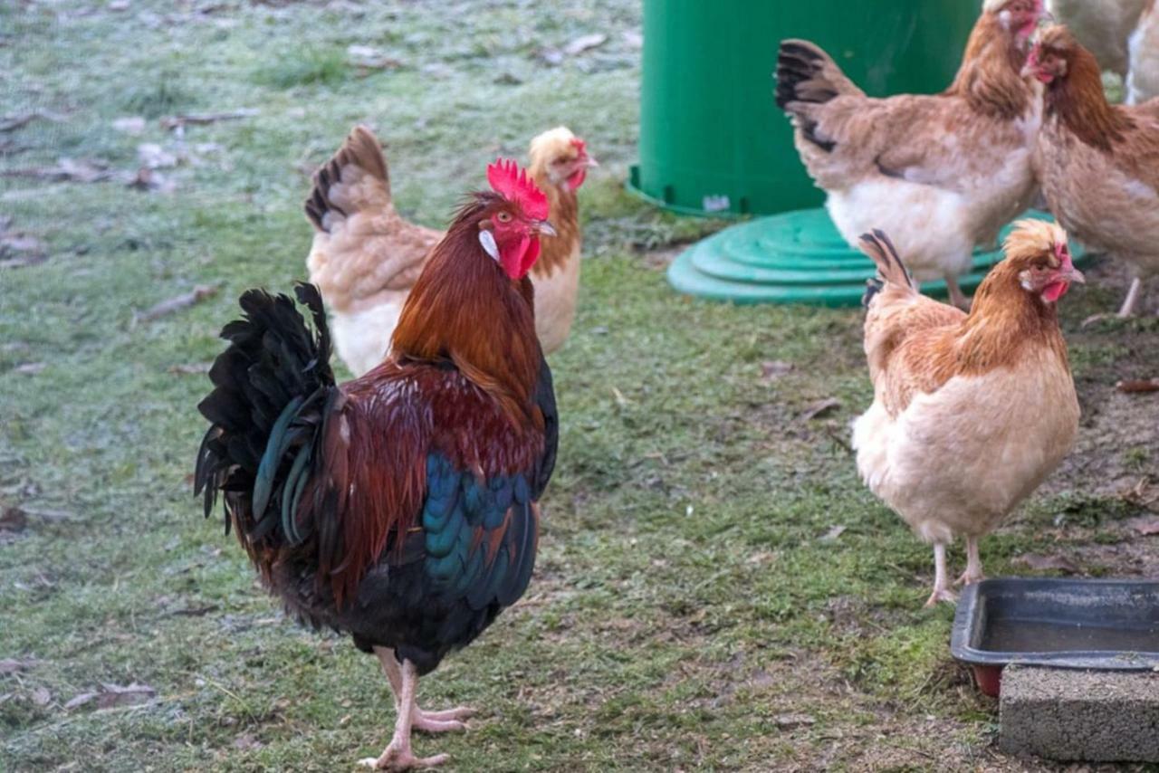 Lackenbauer Apartman Muggenau Kültér fotó