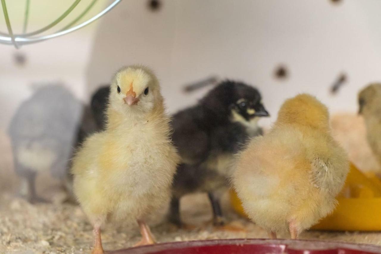 Lackenbauer Apartman Muggenau Kültér fotó